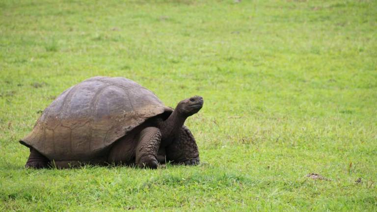 Jonathan, con 190 años, se convirtió en la tortuga más longeva de la historia