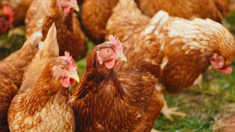 Se declara emergencia zoosanitaria por brote de influenza aviar