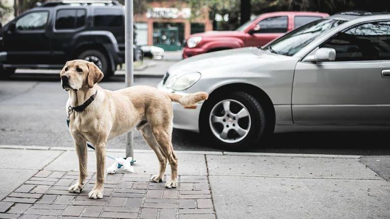 España sancionará con multas de más de 500 dólares a quienes aten mascotas en espacios públicos
