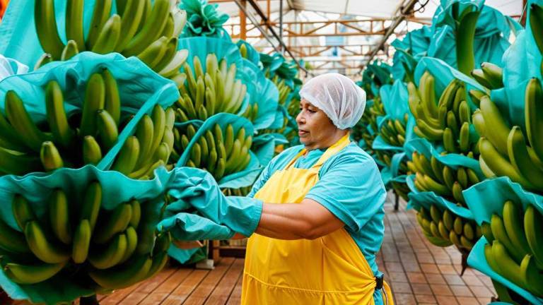 Con el registro de plantaciones se busca fortalecer las regulaciones para ordenar la producción y proteger la cadena exportadora de banano.
