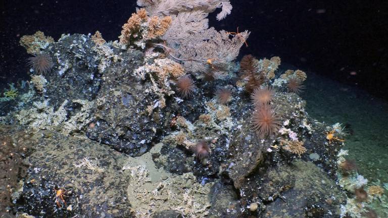 Descubren un inmenso, antiguo y prístino arrecife de coral en las Galápagos