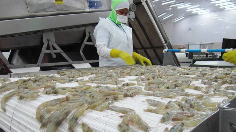 Gestión diplomática permitió que el camarón ecuatoriano ingrese sin restricciones al mercado chino