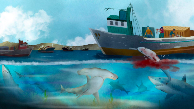 Especies amenazadas: récord histórico de exportación de aletas de tiburón en Perú y Ecuador