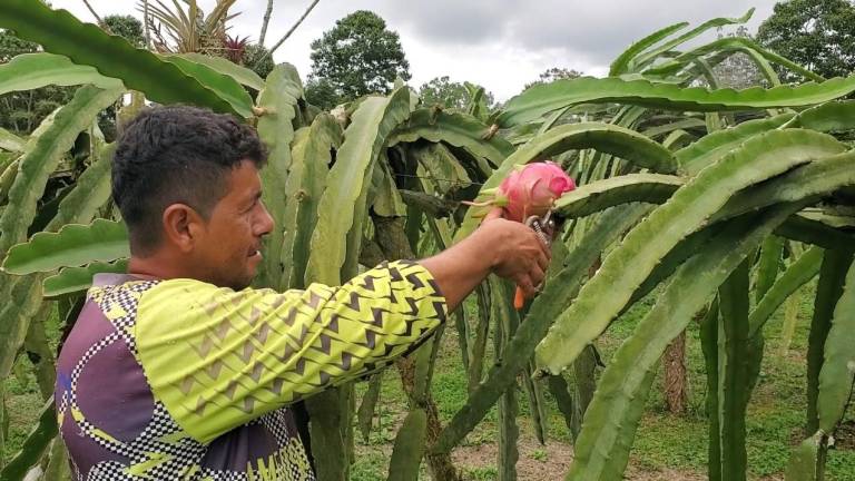 Pitahaya ecuatoriana llega a 56 países, Perú es el nuevo destino