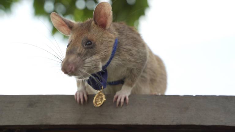 Magawa, la rata condecorada por su labor detectando minas, murió a los 8 años