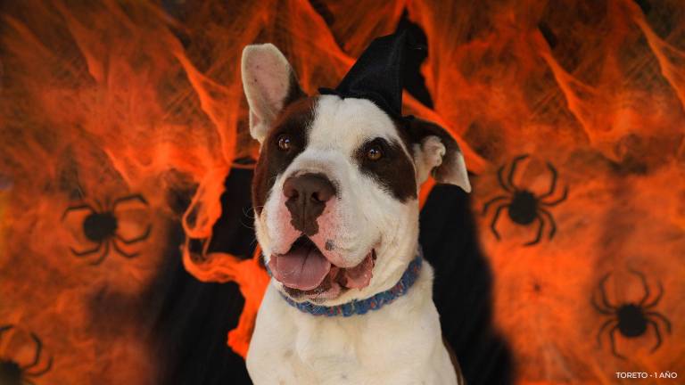 UBAWEEN: un festival en Quito que promueve la adopción responsable