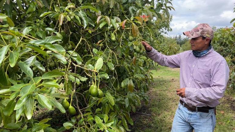 Aguacate ecuatoriano llegará a las perchas de Estados Unidos