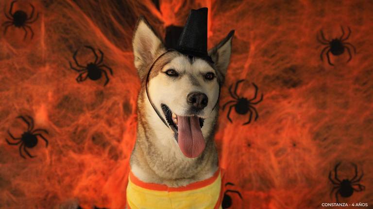 UBAWEEN: un festival en Quito que promueve la adopción responsable