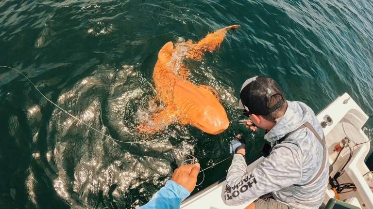 Descubren en Costa Rica el primer tiburón nodriza naranja del mundo