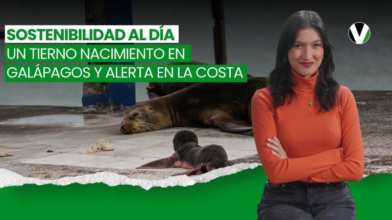 VIDEO | Lluvias e inundaciones, COP17 y un lobito marino que enamora en Galápagos