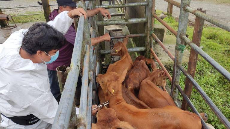 La jornada de inmunización contra la fiebre aftosa beneficiará a alrededor de 270.000 ganaderos, distribuidos en las 23 provincias del territorio continental.