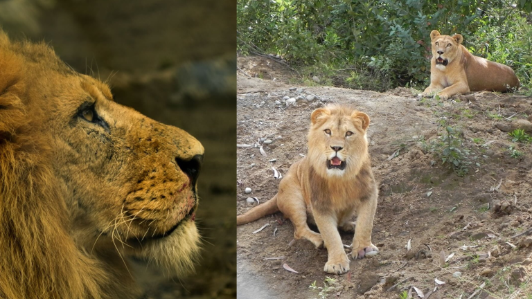 Adiós a Simba: El león más querido de Cuenca fallece tras 16 años en el Bioparque Amaru