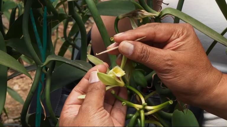 Una persona sostiene una planta de vainilla.