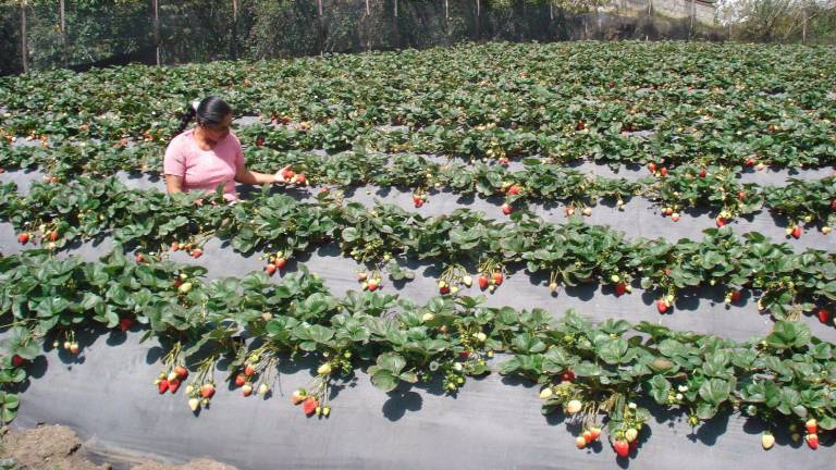 250 plazas de trabajo en el sector agrícola se abrirán para ecuatorianos en España