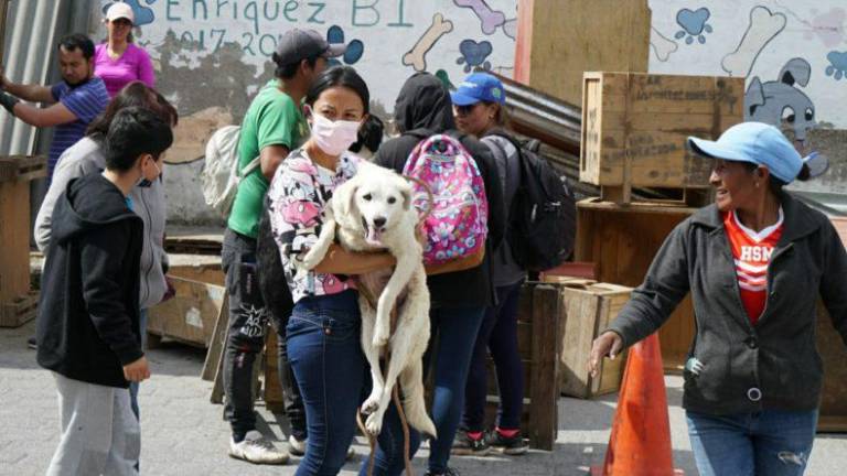 Municipio detalla acciones tras desalojo de 270 perros de refugio en Quito y hace un llamado a ciudadanía