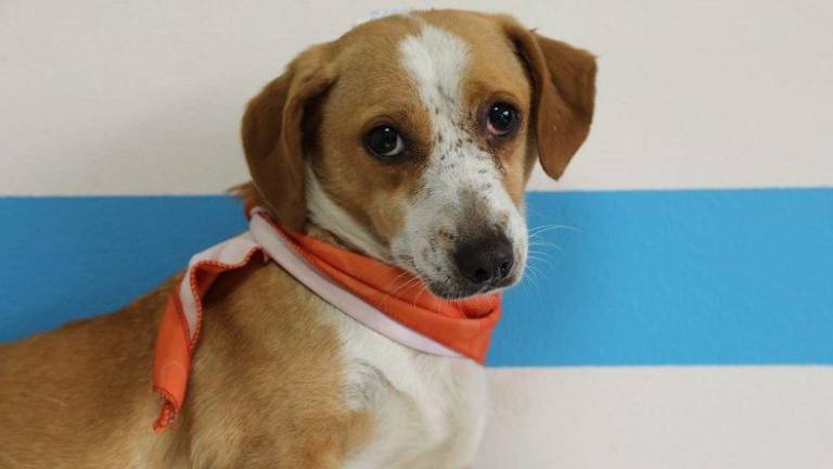 Quito: Rescatan a 30 perros encerrados en una vivienda, en condiciones insalubres; fueron puestos en adopción