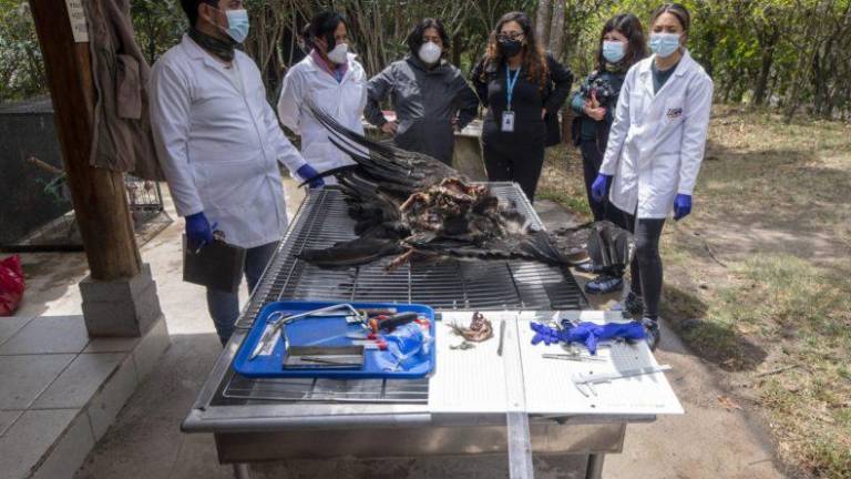 Cóndor fue hallado sin cabeza, con signos de golpes y estrangulación; hay alerta por cacería ilegal