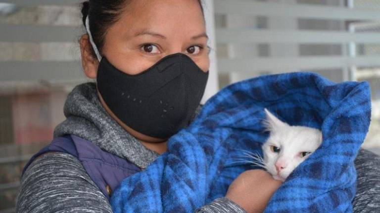 Realizan campaña de esterilización gratuita para perros y gatos en Quito