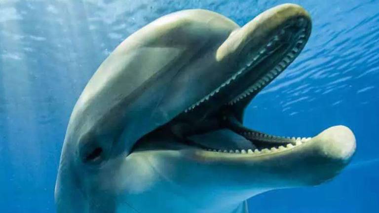 Los delfines saborean la orina para reconocer a sus amigos, según estudio