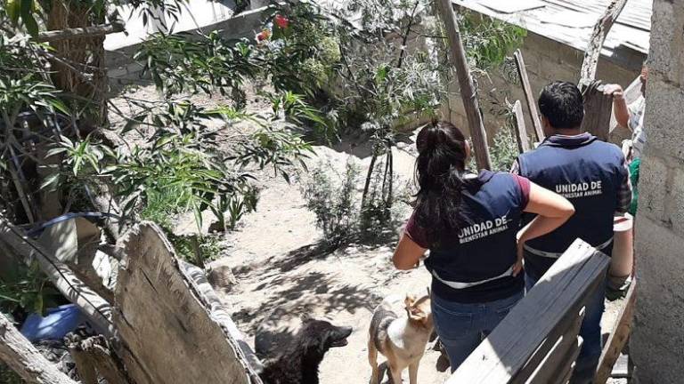 Rescatan a perro que era maltratado con un cable de luz en Quito: la dueña admitió la infracción