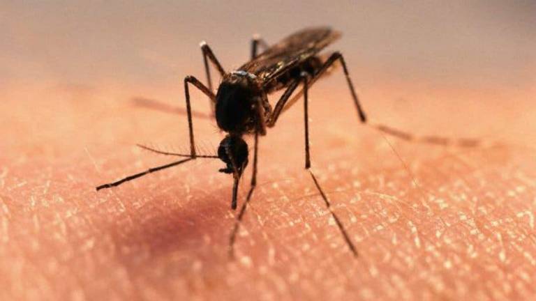 EEUU incluye Ecuador en su alerta de viajes por el Zika