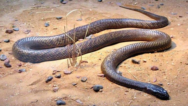 Niño de un año mata a mordiscos a una serpiente venenosa en Brasil