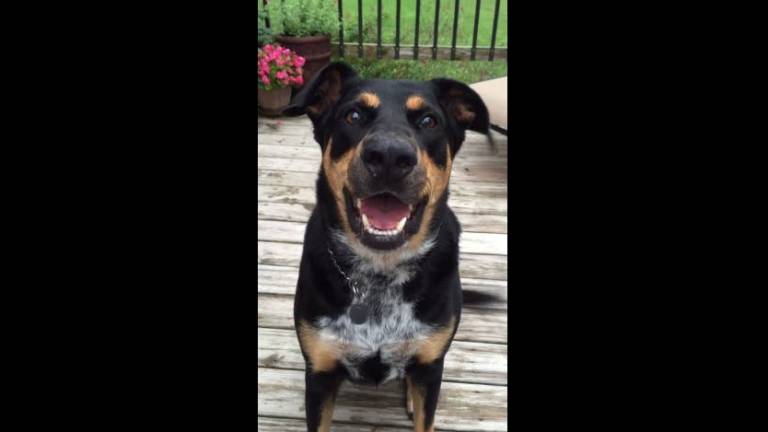 El perro &#039;polite&#039; que aprendió a controlar el volumen de su ladrido