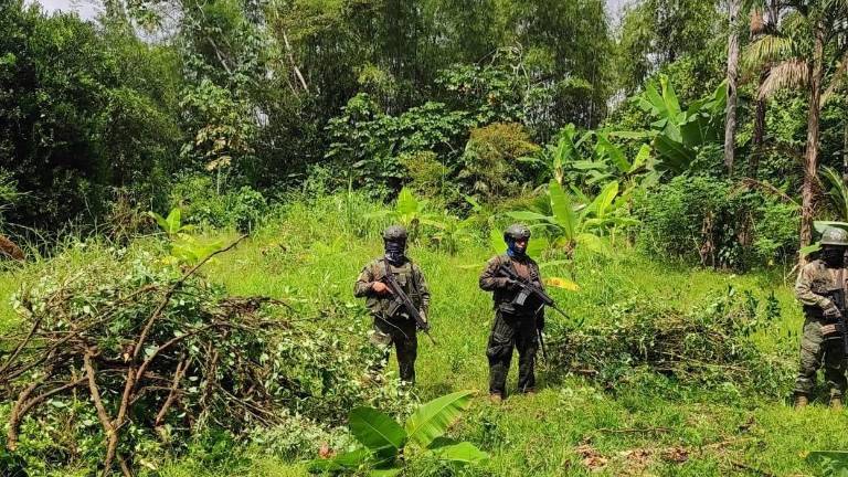 Mientras militares vigilan las ciudades, grupos criminales extienden cultivos de coca en Amazonía de Ecuador