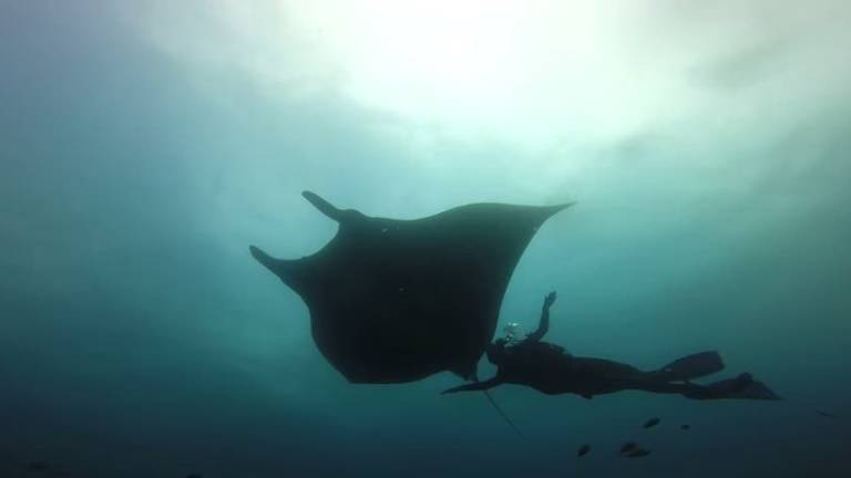 Mantarrayas Gigantes, protagonistas del primer video ecuatoriano que llegó a GoPro