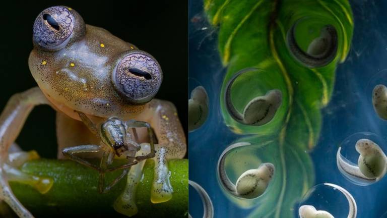 Ranas de cristal endémicas de Ecuador, entre las mejores fotos de animales del 2021