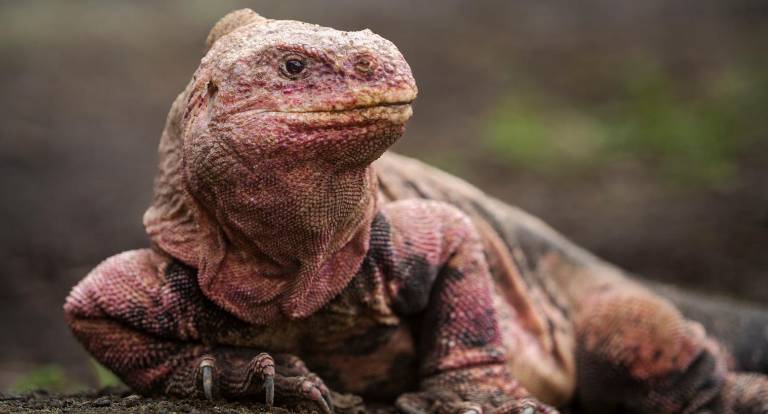 Quedan entre 200 y 300 individuos de iguana rosada en el volcán Wolf, en Galápagos, el único lugar en el mundo donde habita.