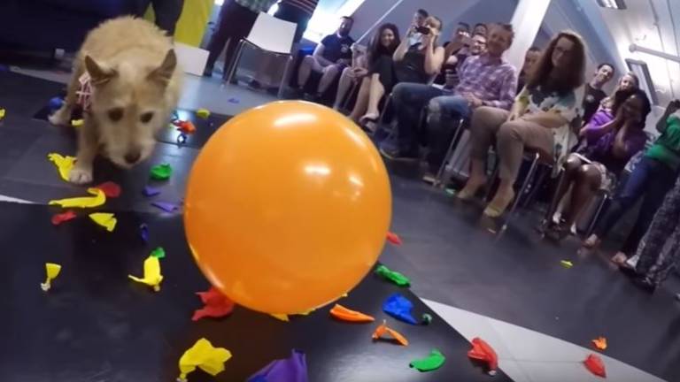 Esta es la perrita más rápida del mundo para reventar globos