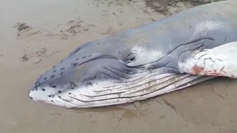 Cría de ballena jorobada fue hallada varada en costas de Santa Elena