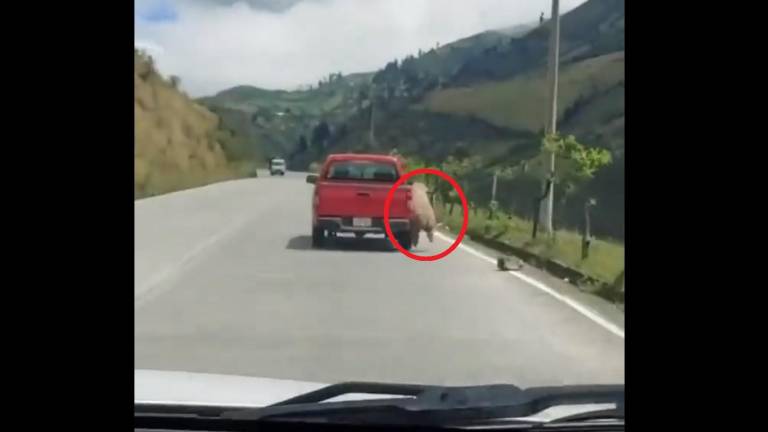 Video capta crueldad con borrego que corre amarrado a una camioneta en una vía de Riobamba