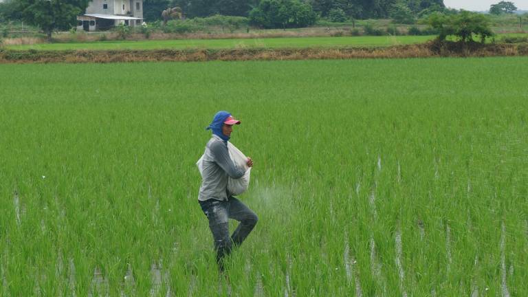 99.000 toneladas de arroz exportará Ecuador este año