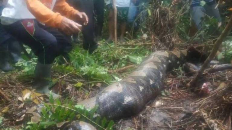 Pitón se tragó viva a una mujer en Indonesia; vecinos abrieron al animal para sacar el cadáver