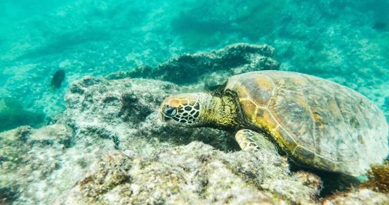 $!Galápagos entra en la categoría de reservas de biósfera más grandes y ambiciosas del mundo.