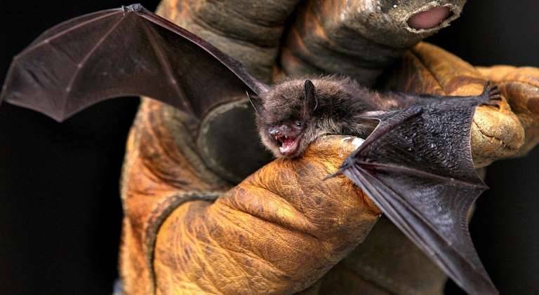 ¿Por qué los murciélagos portan enfermedades sin desarrollarlas?