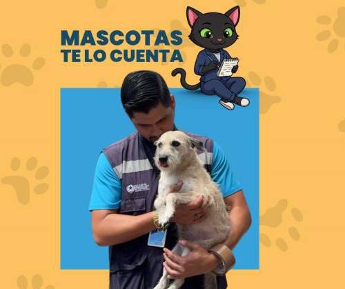 VIDEO | Retiro de un perro por lluvias en Guayaquil, investigación en Quito y el final feliz de Cumbre