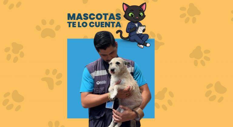 VIDEO | Retiro de un perro por lluvias en Guayaquil, investigación en Quito y el final feliz de Cumbre
