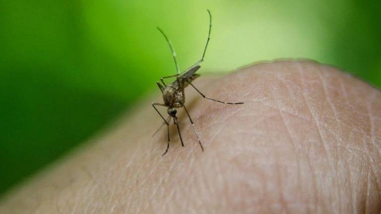 El repelente que vuelve a las personas invisibles ante los mosquitos
