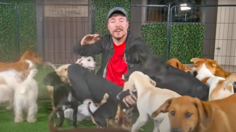 El famoso influencer estadounidense MrBeast rescató a 100 perros de la calle.