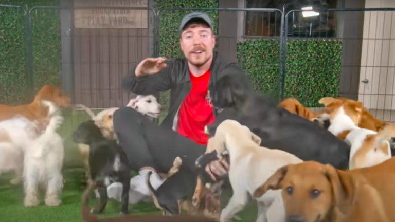 VIDEO: MrBeast rescató a 100 perros abandonados y les consiguió un hogar