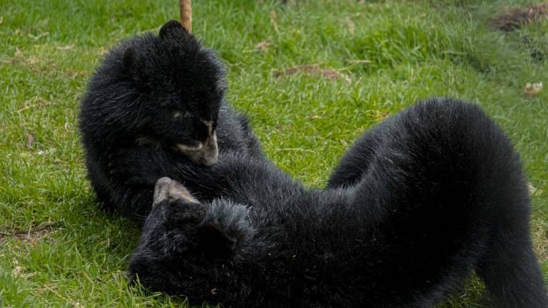 Sisa y Chuquiragua, ambas rescatadas de contextos de maltrato en distintas provincias, juegan bajo vigilancia de expertos en el Zoológico de Quito.
