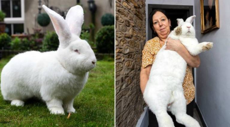 Jester, el conejo gigante que es un exitoso modelo en Internet