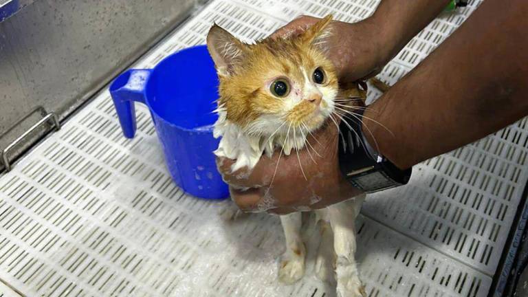 Abandono de más de 200 gatos en una zona desértica es investigada por autoridades de Abu Dhabi
