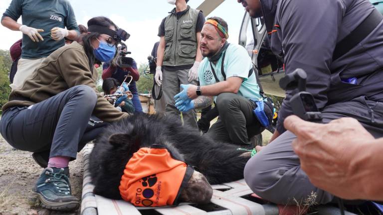 El oso Tupak fue liberado en su hábitat natural tras ser rescatado de un área en la que humanos lo amenazaban