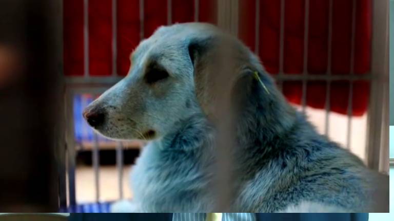 Investigan fenómeno de perros azules en Rusia