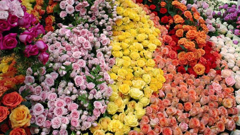 Productores impulsan marca sectorial para flores ecuatorianas