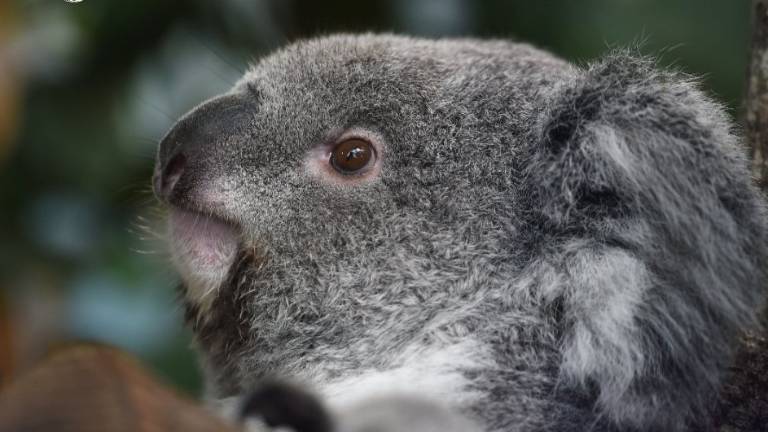 Zoo belga pierde dos de sus tres koalas en menos de un mes